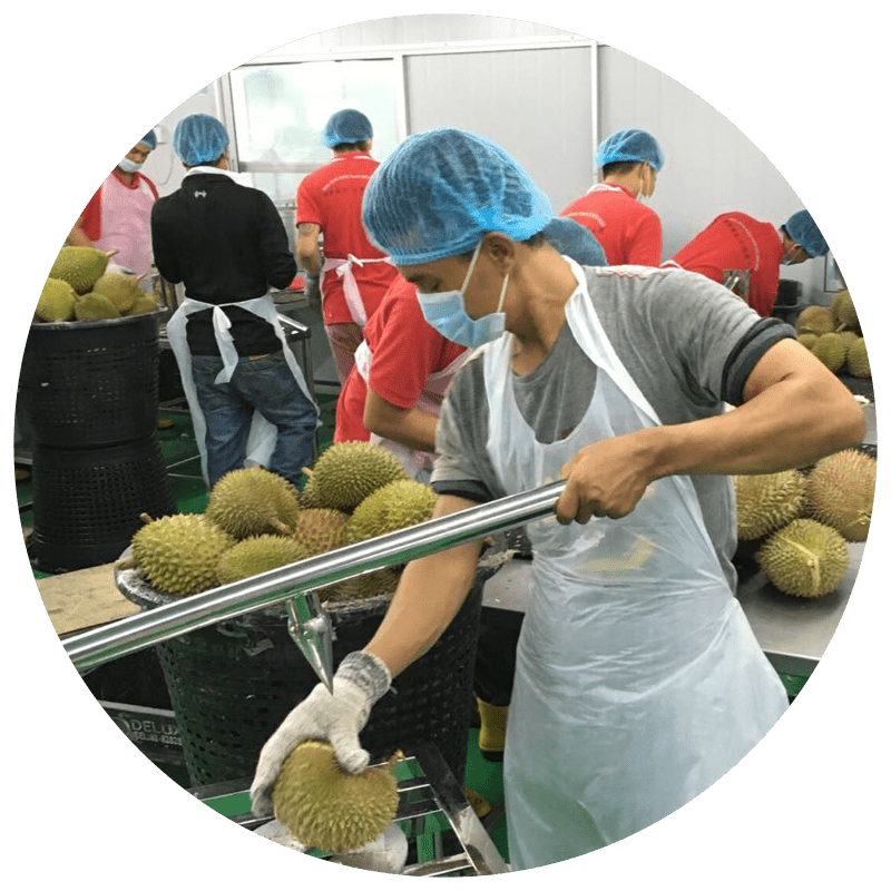 Nitrogen Frozen Durian Malaysia | Frozen Durian Pulp Malaysia | Malaysia Durian Paste Supplier